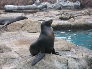 Ocean Park seal
