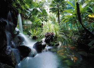 Koi pond in Shangri-La Hotel Singapore. Photo courtesy of Shangri-la Hotels and Resorts.
